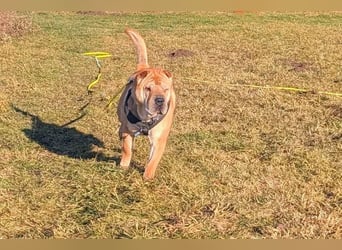 Briosa (Otto) sucht dringend neues Zuhause