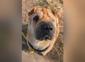 Briosa (Otto) sucht dringend neues Zuhause