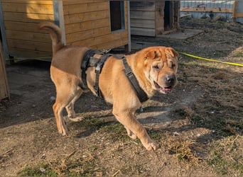 Briosa (Otto) sucht dringend neues Zuhause