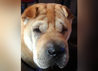 Briosa (Otto) sucht dringend neues Zuhause