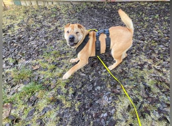 Briosa (Otto) sucht dringend neues Zuhause