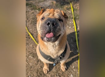 Briosa (Otto) sucht dringend neues Zuhause