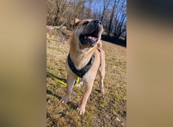 Briosa (Otto) sucht dringend neues Zuhause