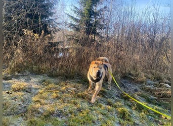 Briosa (Otto) sucht dringend neues Zuhause