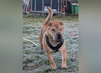 Briosa (Otto) sucht dringend neues Zuhause