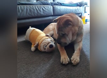 Briosa (Otto) sucht dringend neues Zuhause