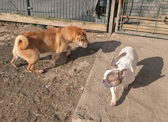 Briosa (Otto) sucht dringend neues Zuhause