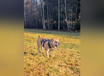 Briosa (Otto) sucht dringend neues Zuhause