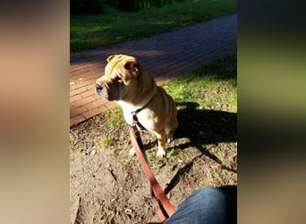 Briosa (Otto) sucht dringend neues Zuhause