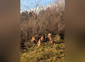 Briosa (Otto) sucht dringend neues Zuhause