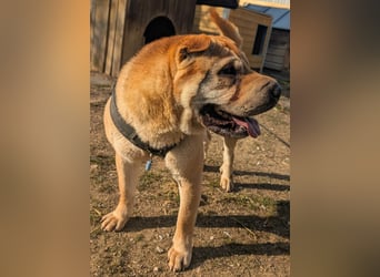 Briosa (Otto) sucht dringend neues Zuhause