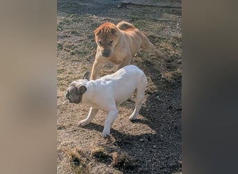 Briosa (Otto) sucht dringend neues Zuhause