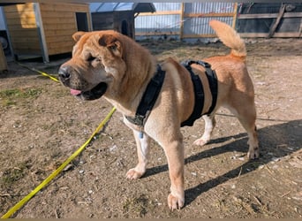 Briosa (Otto) sucht dringend neues Zuhause