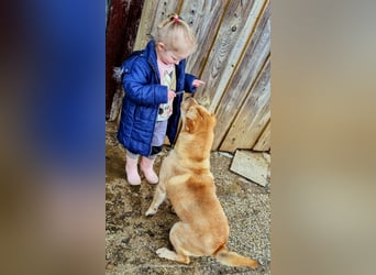 Briosa (Otto) sucht dringend neues Zuhause