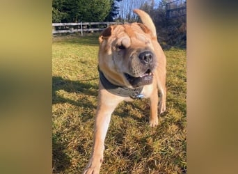 Briosa (Otto) sucht dringend neues Zuhause