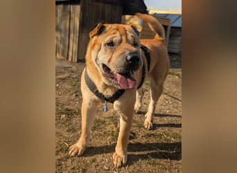 Briosa (Otto) sucht dringend neues Zuhause