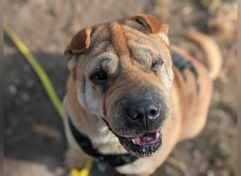 Briosa (Otto) sucht dringend neues Zuhause