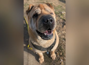 Briosa (Otto) sucht dringend neues Zuhause