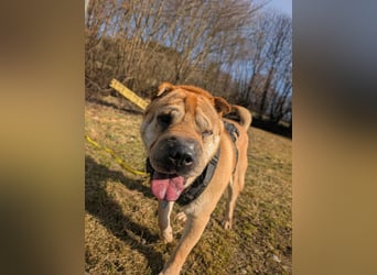 Briosa (Otto) sucht dringend neues Zuhause