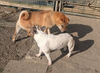 Briosa (Otto) sucht dringend neues Zuhause