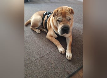 Briosa (Otto) sucht dringend neues Zuhause