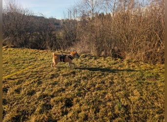 Briosa (Otto) sucht dringend neues Zuhause