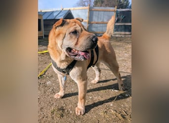 Briosa (Otto) sucht dringend neues Zuhause