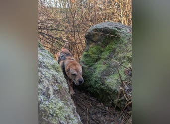 Briosa (Otto) sucht dringend neues Zuhause