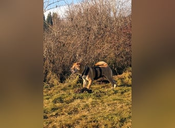 Briosa (Otto) sucht dringend neues Zuhause