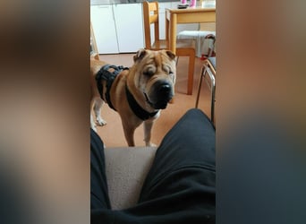 Briosa (Otto) sucht dringend neues Zuhause