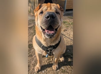 Briosa (Otto) sucht dringend neues Zuhause