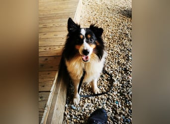 Teddy, Sheltie, geb.2016, unsicherer Rüde sucht Menschen mit Geduld