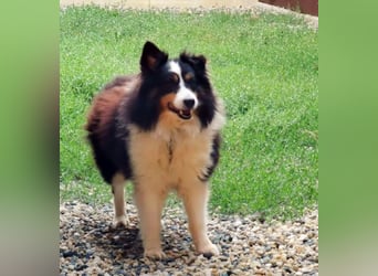 Teddy, Sheltie, geb.2016, unsicherer Rüde sucht Menschen mit Geduld