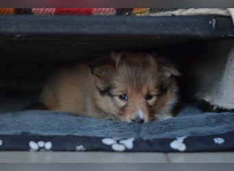 Sheltie Welpen
