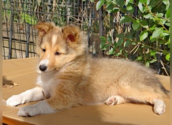 Sheltie Welpen