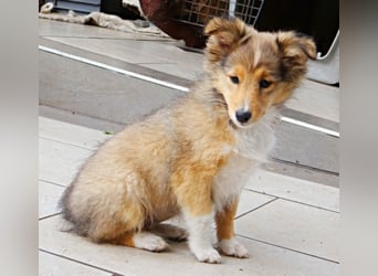 Sheltie Welpen