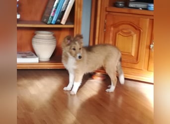 Sheltie Welpe Hündin
