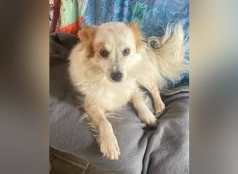 CHERRY ruhige, verspielte ca. 2 J. Sheltiemixhündin sucht Dich!