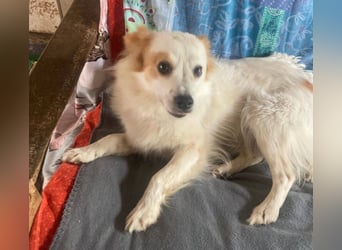 CHERRY ruhige, verspielte ca. 2 J. Sheltiemixhündin sucht Dich!