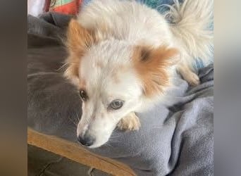 CHERRY ruhige, verspielte ca. 2 J. Sheltiemixhündin sucht Dich!