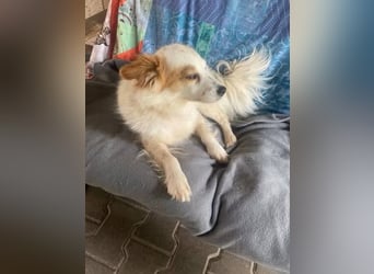 CHERRY ruhige, verspielte ca. 2 J. Sheltiemixhündin sucht Dich!