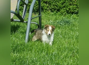 Sheltiewelpen