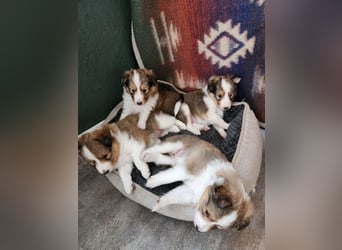 Sheltiewelpen