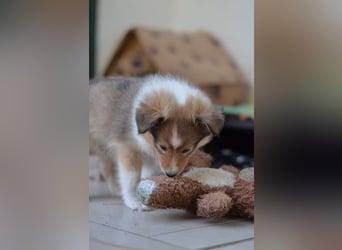 Sheltie Welpen