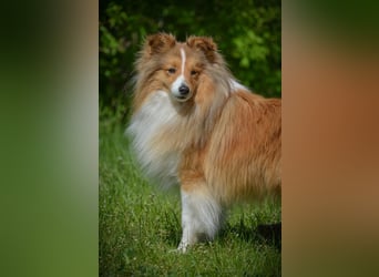 Sheltiewelpen