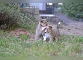 Sheltie Welpen