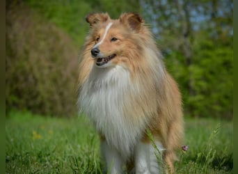Sheltie Welpen