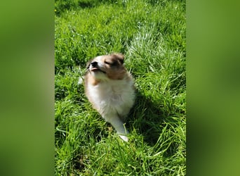 Sheltiewelpen