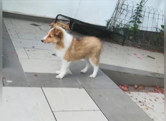 Sheltiewelpen