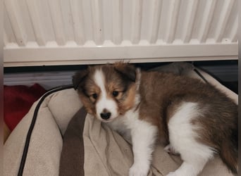 Sheltiewelpen